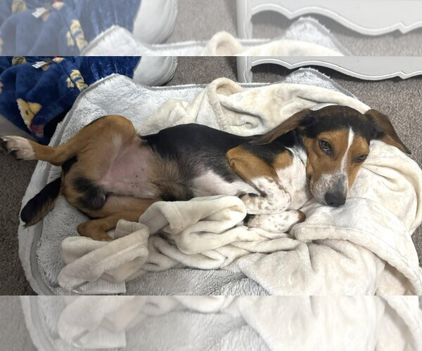 Medium Photo #14 Beagle Puppy For Sale in Dunnellon, FL, USA