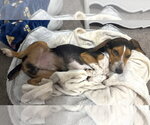 Small #13 Beagle