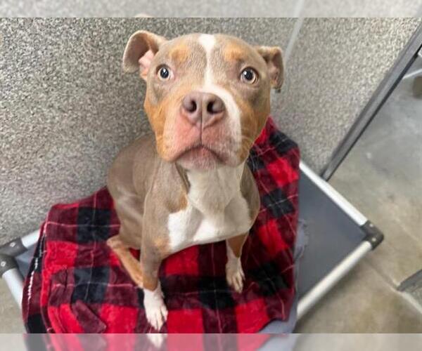 Medium Photo #1 Mutt Puppy For Sale in Santa Rosa, CA, USA