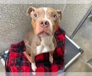 Mutt Dogs for adoption in Santa Rosa, CA, USA