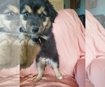 Small Photo #3 Australian Shepherd Puppy For Sale in WILLIAMSBURG, CO, USA