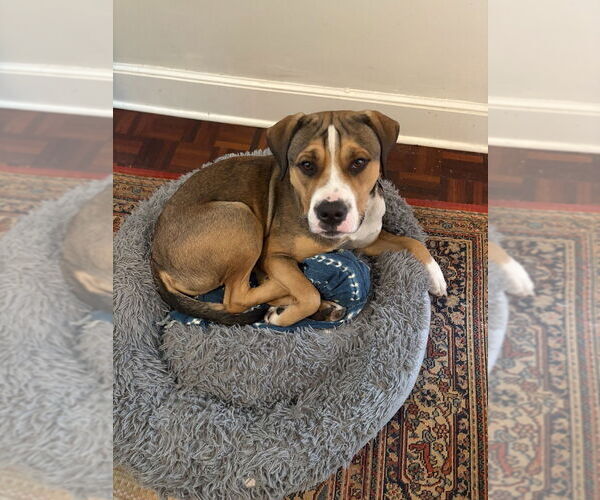 Medium Photo #4 American Pit Bull Terrier Puppy For Sale in Minneapolis, MN, USA