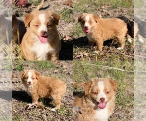 Miniature Australian Shepherd Puppy for sale in BROOKER, FL, USA