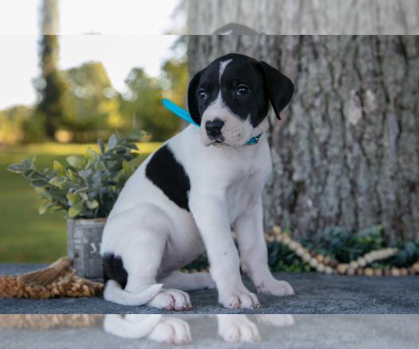 Medium Photo #2 Great Dane Puppy For Sale in SALEM, IN, USA