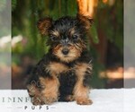 Small #2 Yorkshire Terrier