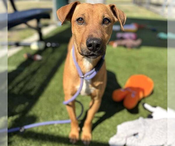 Medium Photo #1 Redbone Coonhound-Unknown Mix Puppy For Sale in Houston, TX, USA