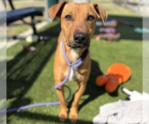 Redbone Coonhound-Unknown Mix Dogs for adoption in Houston, TX, USA