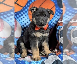 German Shepherd Dog Puppy for sale in OXFORD, PA, USA