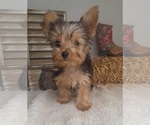 Puppy Lilly Yorkshire Terrier