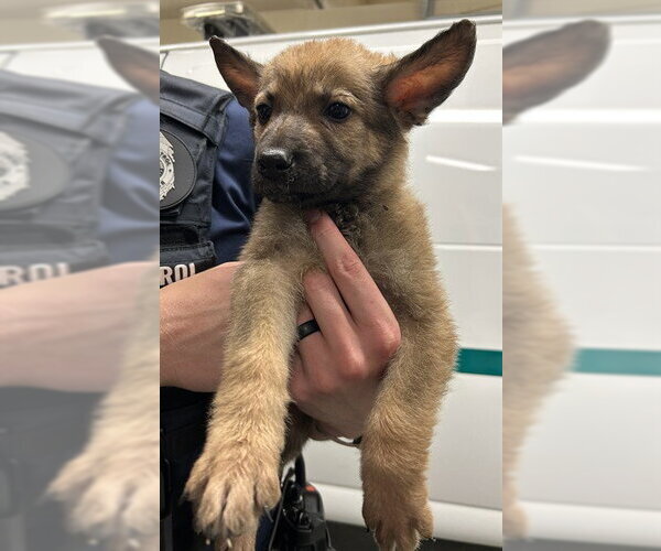 Medium Photo #1 German Shepherd Dog-Great Pyrenees Mix Puppy For Sale in Fort Wayne, IN, USA