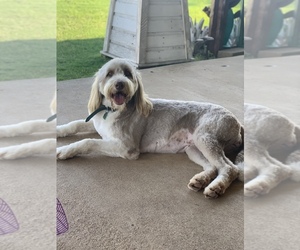 F2 Aussiedoodle Dog for Adoption in WYNNEWOOD, Oklahoma USA