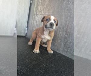 American Staffordshire Terrier-Unknown Mix Dogs for adoption in San Antonio, TX, USA