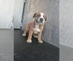 Small American Staffordshire Terrier Mix