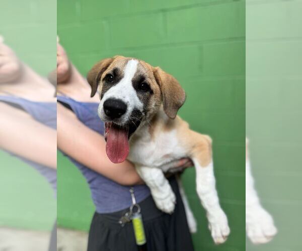 Medium Photo #2 Great Pyrenees-Unknown Mix Puppy For Sale in Elmsford, NY, USA