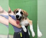 Small #1 Great Pyrenees Mix