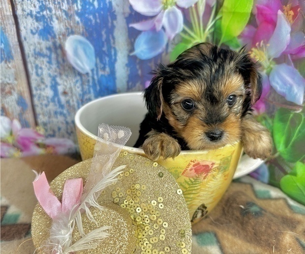 Medium Photo #9 Morkie Puppy For Sale in CASSVILLE, MO, USA