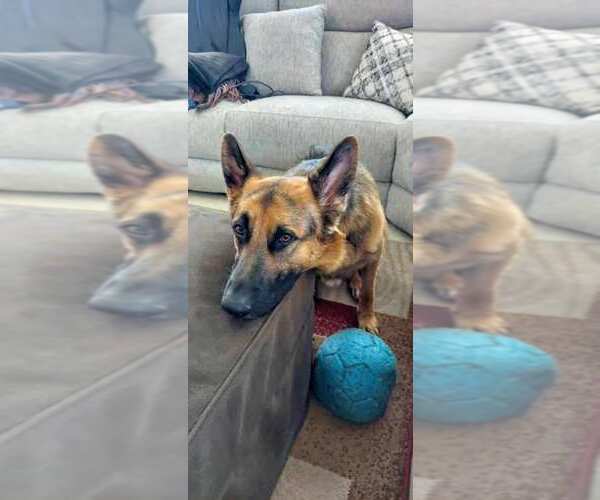 Medium Photo #3 German Shepherd Dog Puppy For Sale in West Sacramento, CA, USA