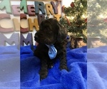 Small Photo #13 Goldendoodle Puppy For Sale in DYERSBURG, TN, USA