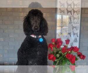 Poodle (Standard) Puppy for sale in TRAVELERS REST, SC, USA