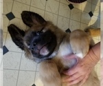 Small Photo #4 Leonberger-Saint Bernard Mix Puppy For Sale in BATH, NY, USA