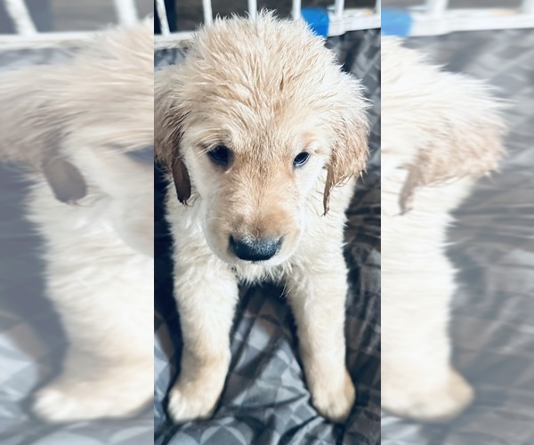 Medium Photo #2 Golden Retriever Puppy For Sale in PORTSMOUTH, OH, USA
