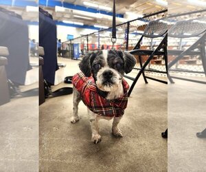 Shih Tzu-Unknown Mix Dogs for adoption in St. Cloud, MN, USA