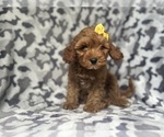 Small #8 Cavapoo