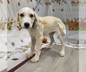 Clover - Male Golden Labrador Dog for Adoption - Photo #4