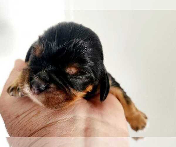 Medium Photo #9 Cavalier King Charles Spaniel Puppy For Sale in CARLISLE, KY, USA