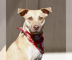 Black Mouth Cur-Unknown Mix Dogs for adoption in San Antonio, TX, USA