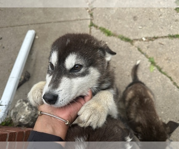 Medium Photo #5 Alaskan Malamute Puppy For Sale in WARREN, MI, USA
