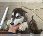 Small #4 Alaskan Malamute