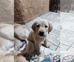 Small #2 Labrador Retriever