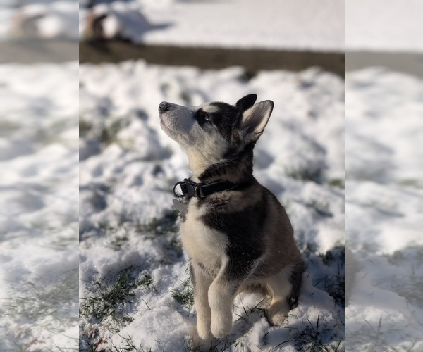 Medium Photo #19 Siberian Husky-Unknown Mix Puppy For Sale in Holly Springs, NC, USA