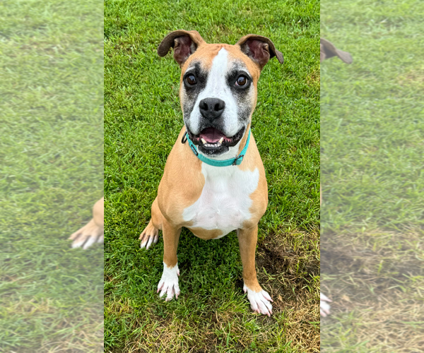 Medium Photo #7 Boxer Puppy For Sale in Burnsville, MN, USA