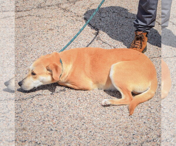 Medium Photo #3 Boxer-Unknown Mix Puppy For Sale in Huntley, IL, USA