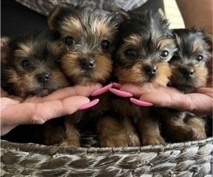 Yorkshire Terrier Puppy for sale in BEACH HAVEN WEST, NJ, USA