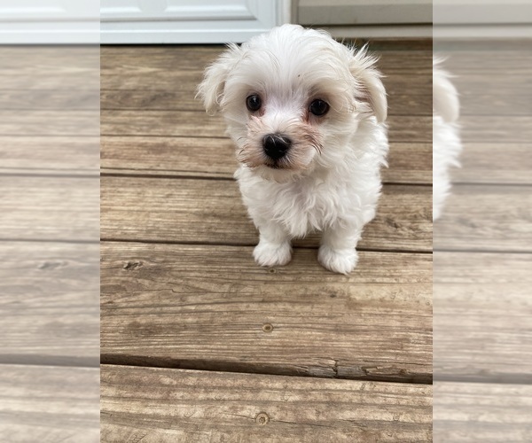 Medium Photo #10 Maltese Puppy For Sale in FREDONIA, KS, USA