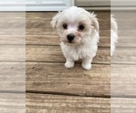 Small #9 Maltese