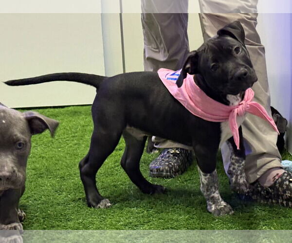 Medium Photo #5 American Bulldog-Unknown Mix Puppy For Sale in Sanford, FL, USA