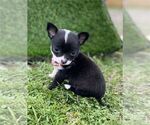 Puppy Puppy 3 Chihuahua