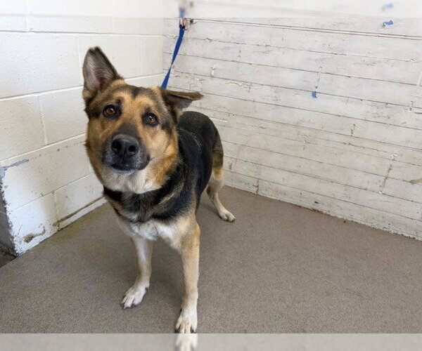 Medium Photo #1 German Shepherd Dog Puppy For Sale in San Bernardino, CA, USA