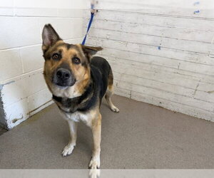 German Shepherd Dog Dogs for adoption in San Bernardino, CA, USA