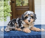 Small #1 Bernedoodle (Miniature)
