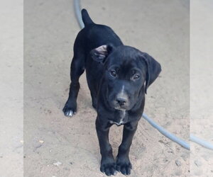 Bikini Bottom Boys - Male Bloodhound-German Shorthaired Pointer Mix Dog for Adoption - Photo #3