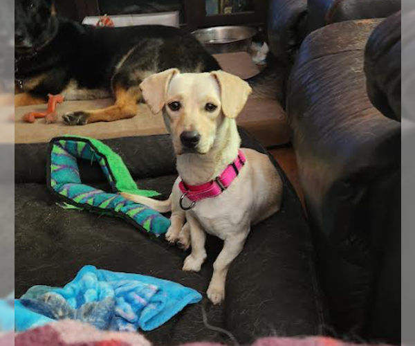Medium Photo #2 Basset Hound-Labrador Retriever Mix Puppy For Sale in Brooklyn Center, MN, USA
