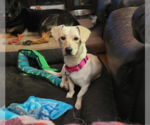 Small #1 Basset Hound-Labrador Retriever Mix