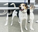 Small #2 Mutt