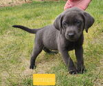 Puppy Orange Collar Labrador Retriever