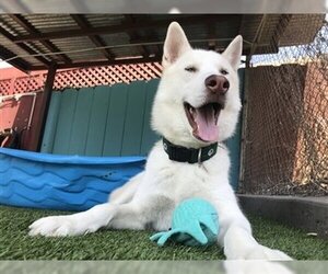 Horchata - Male Huskies -Siberian Husky Mix Dog for Adoption - Photo #5